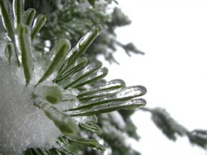 frozen-plant
